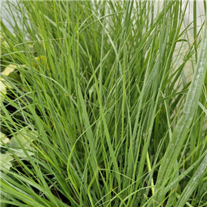 Stipa Calamagrostis 'Allgau'